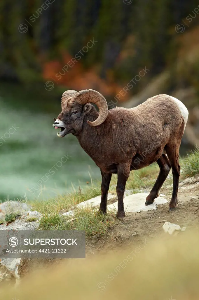 Bighorn Sheep (Ovis canadensis) adult male, with mouth open, standing on slope, Jasper N.P., Rocky Mountains, Alberta, Canada, september