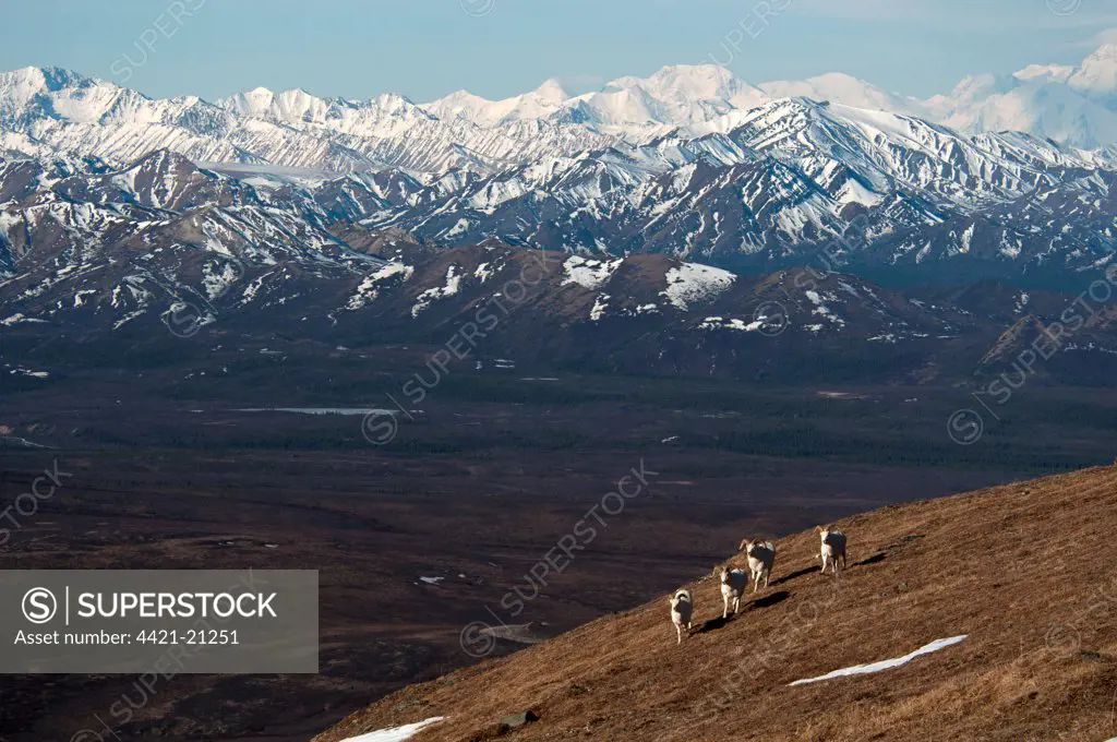 Dall Sheep (Ovis dalli) four adult males, walking on slope in mountain habitat, Denali N.P., Alaska, U.S.A., may