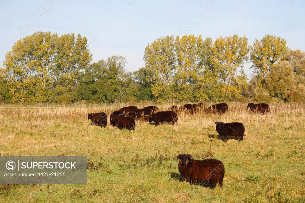 Domestic Sheep, Hebridean, flock grazing in breckland pasture, Knettishall Heath Country Park, Suffolk, England, october
