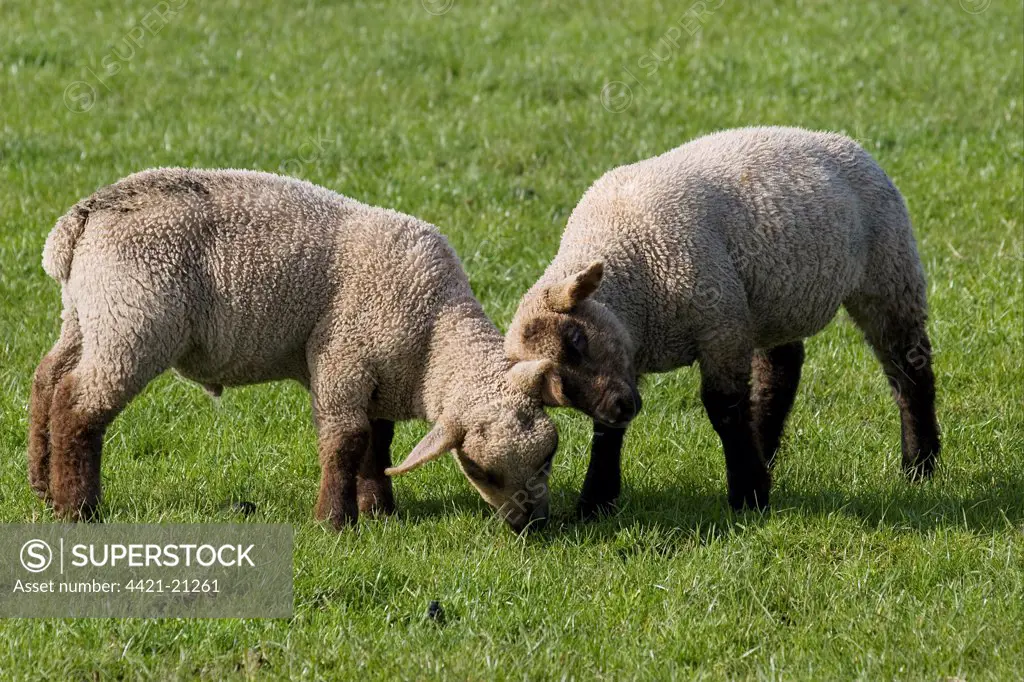 Domestic Sheep, Dorset Down, two lambs, butting heads, playing in pasture, Dalton, Dumfries and Galloway, Scotland, spring