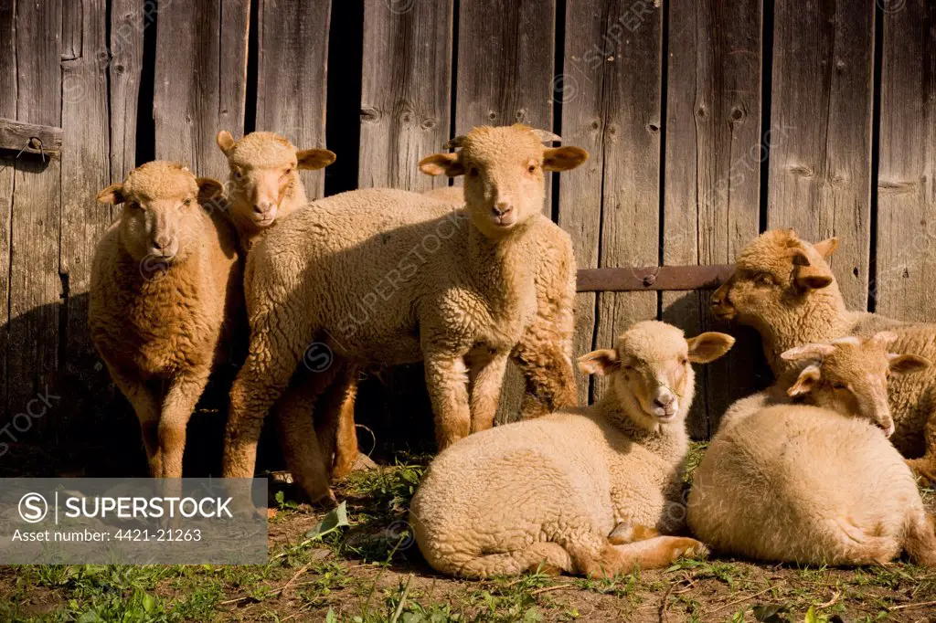 Domestic Sheep, lambs, flock resting beside barn doors in courtyard of Saxon house, Viscri, Transylvania, Romania