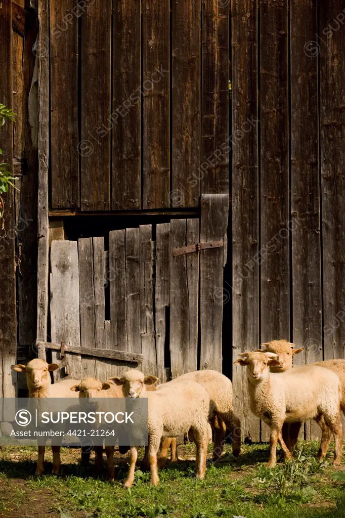 Domestic Sheep, lambs, flock standing beside barn doors in courtyard of Saxon house, Viscri, Transylvania, Romania