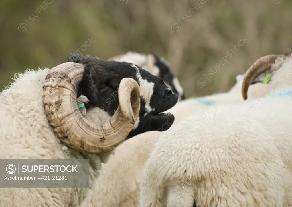 Domestic Sheep, Lonk ram, close-up of head, in flehmen, with ewe flock, Whitewell, Lancashire, England, autumn