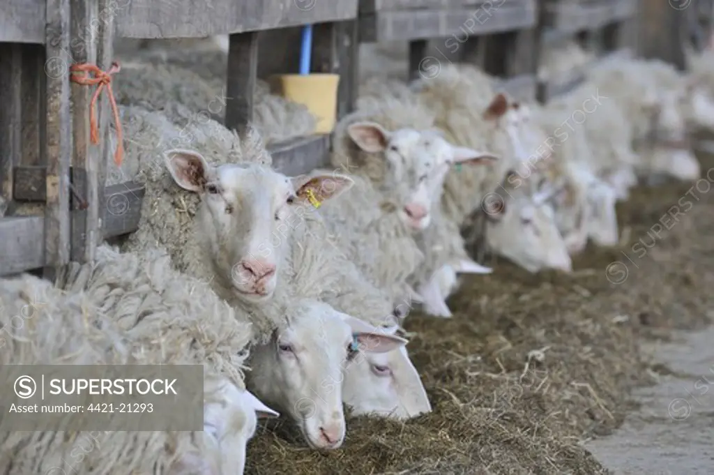 Domestic Sheep, Friesland ewes, dairy flock feeding on fodder, Chipping, Lancashire, England