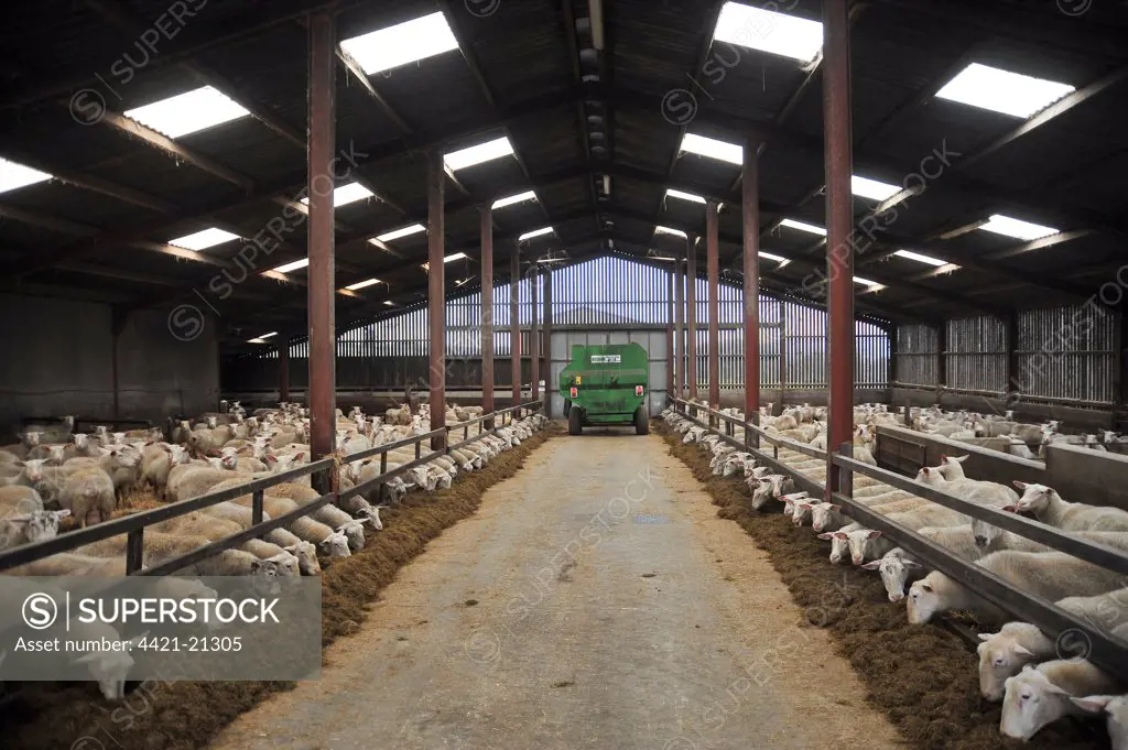 Domestic Sheep, Friesland ewes, dairy flock fed from Keenan Easi-feeder mixer feeder wagon in shed, Chipping, Lancashire, England