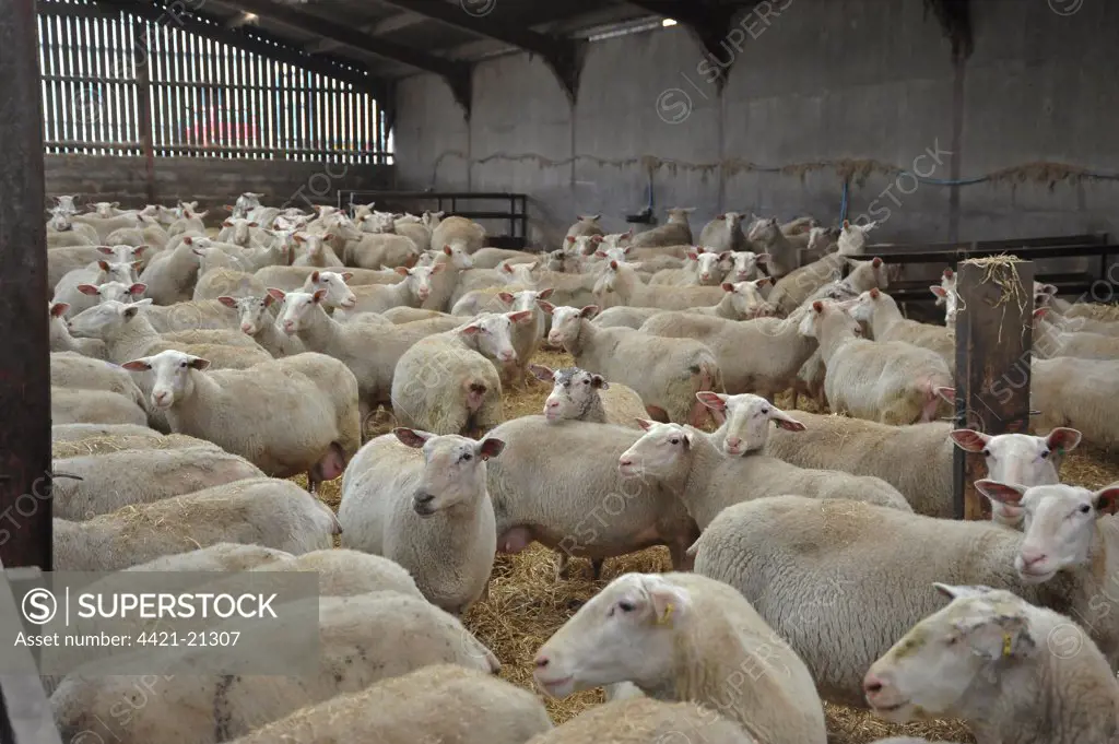 Domestic Sheep, Friesland ewes, dairy flock in shed, Chipping, Lancashire, England