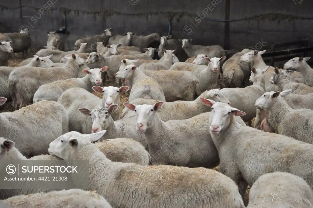 Domestic Sheep, Friesland ewes, dairy flock in shed, Chipping, Lancashire, England