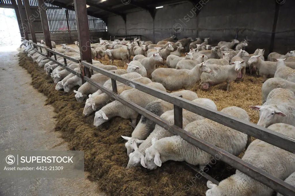 Domestic Sheep, Friesland ewes, dairy flock feeding in shed, Chipping, Lancashire, England