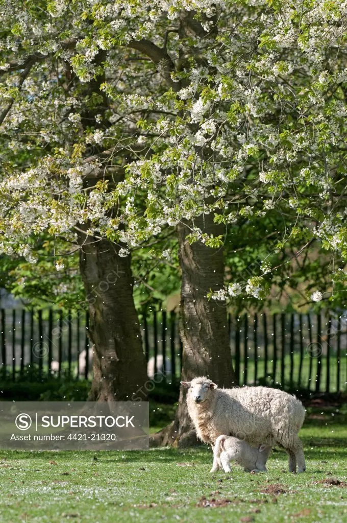 Domestic Sheep, Romney Marsh, ewe with lamb, suckling, with Wild Cherry (Prunus avium) trees in blossom, Kent, England, spring