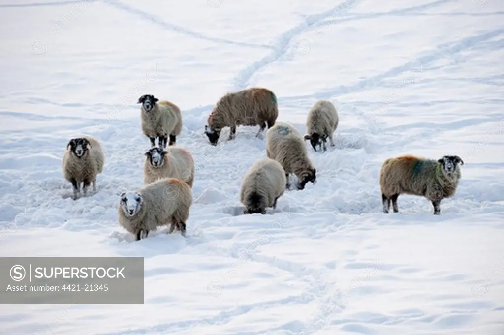 Domestic Sheep, Swaledale, flock, feeding in snow at evening, Cumbria, England, winter