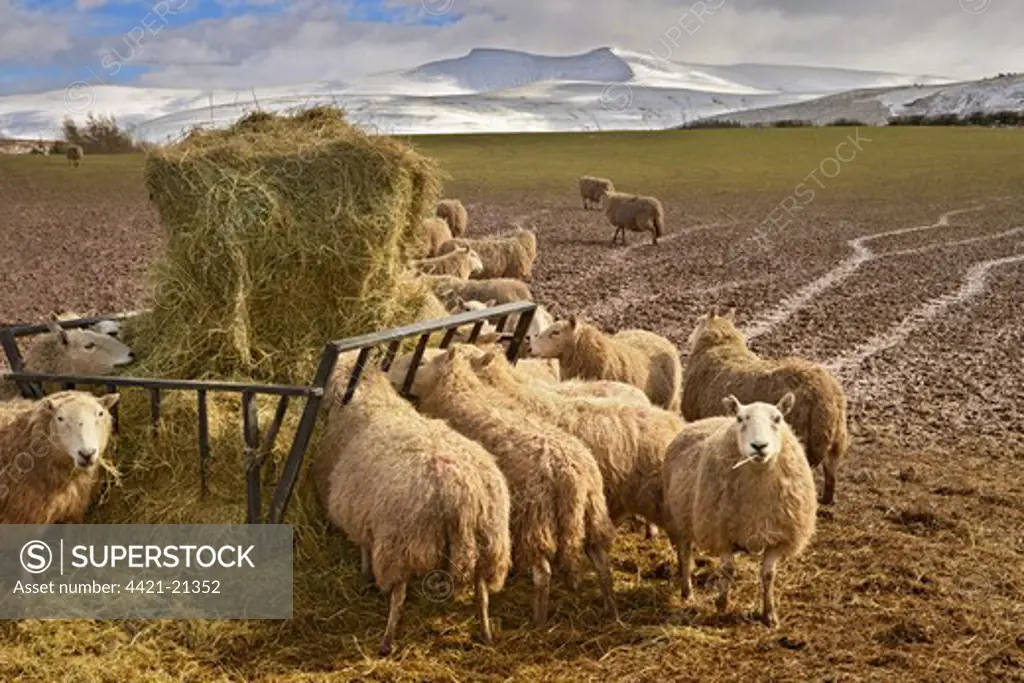 Domestic Sheep, flock, feeding on hay from feeder in muddy field, Penyfan in distance, Brecon Beacons, Wales, winter