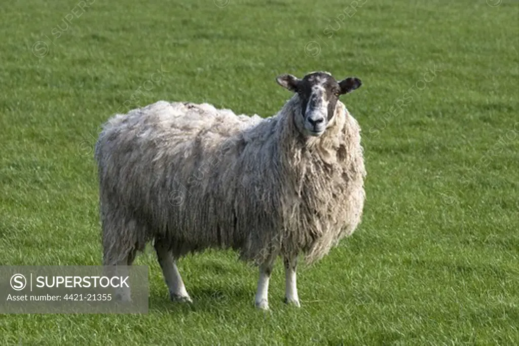 Domestic Sheep, Dalesbred ewe, standing in pasture, Dalton, Dumfries and Galloway, Scotland, spring
