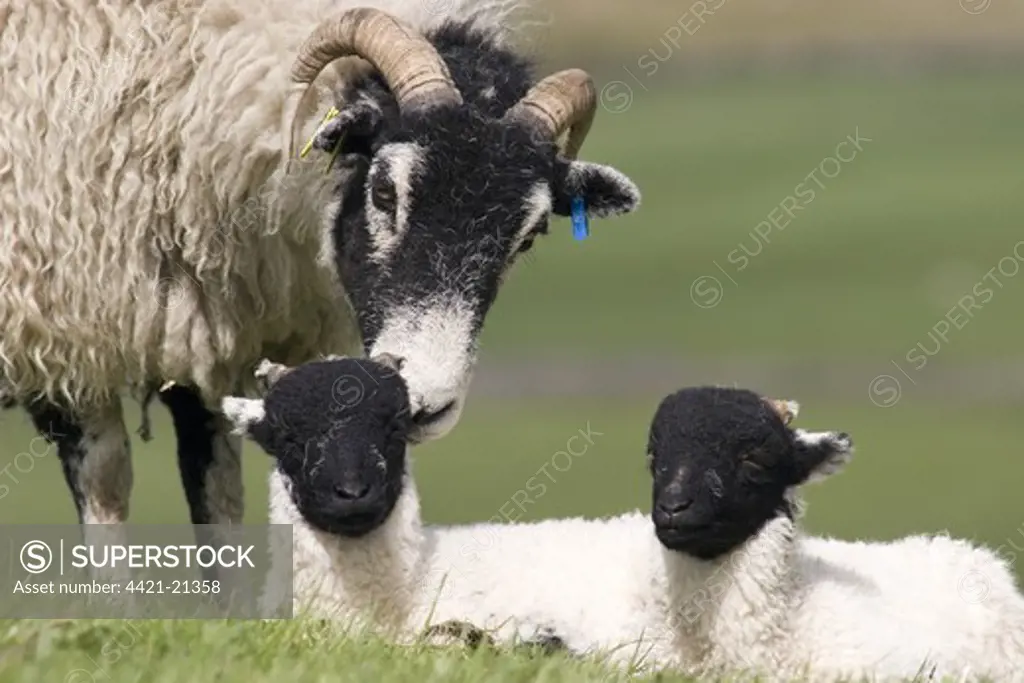 Domestic Sheep, Swaledale, ewe with twin lambs, Keld, Yorkshire Dales N.P., North Yorkshire, England, spring