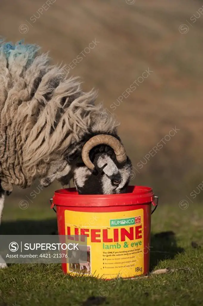 Domestic Sheep, Swaledale ewe, feeding from supplement pre-lambing feed block, England, april