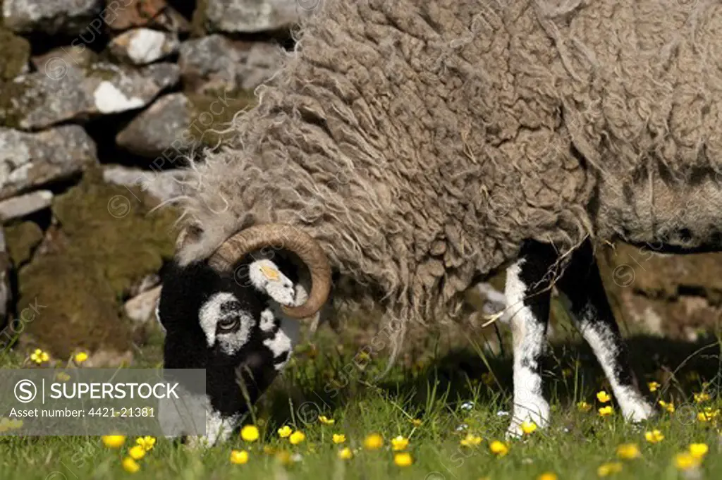 Domestic Sheep, Swaledale ewe, grazing in pasture beside drystone wall, Cumbria, England, june