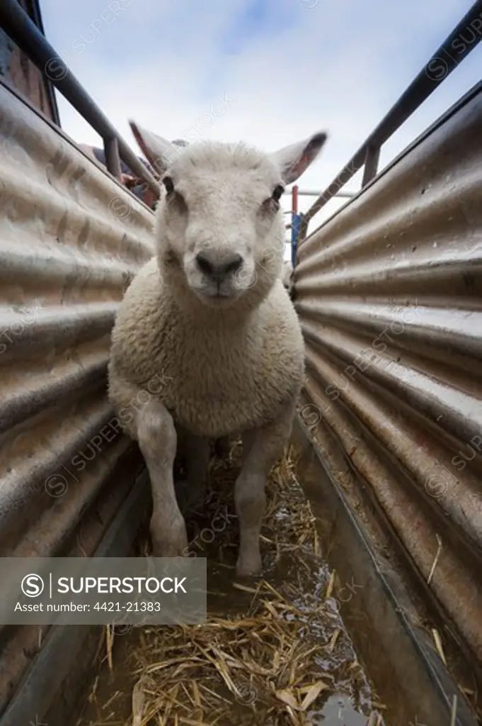 Domestic Sheep, Charollais x Welsh Mule lamb, going through footbath, Wales, april