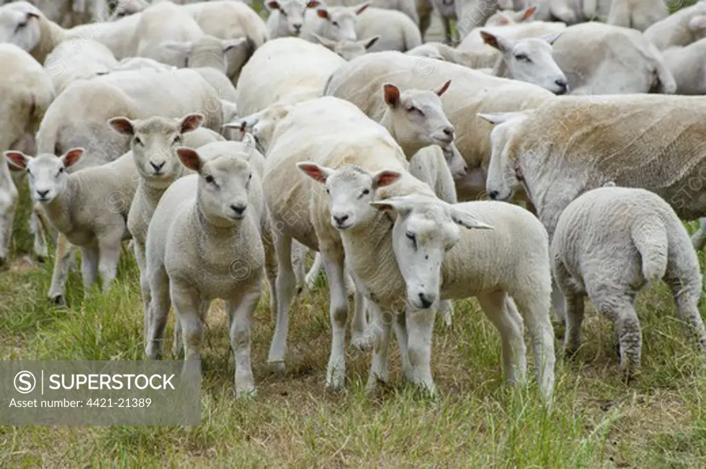 Domestic Sheep, Lleyn ewes with Charollais sired lambs, flock in parkland, Cheshire, England, july