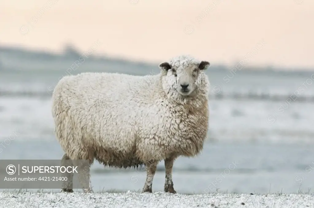 Domestic Sheep, Romney Sheep, adult, covered in snow, Elmley Marshes N.N.R., Isle of Sheppey, Kent, England, winter