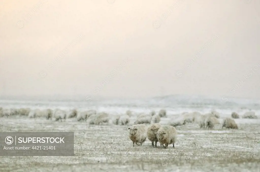 Domestic Sheep, Romney Sheep, flock walking in snow, Elmley Marshes N.N.R., Isle of Sheppey, Kent, England, winter