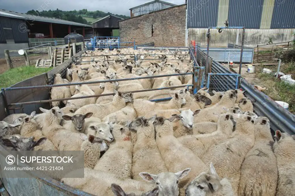 Domestic Sheep, Mule x Charollais sired store lambs, flock in handling pens, Skenfrith, Monmouthshire, Wales, july