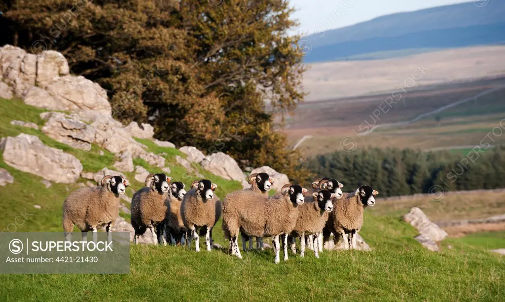 Domestic Sheep, Swaledale flock, standing on limestone pasture, North Yorkshire, England, october