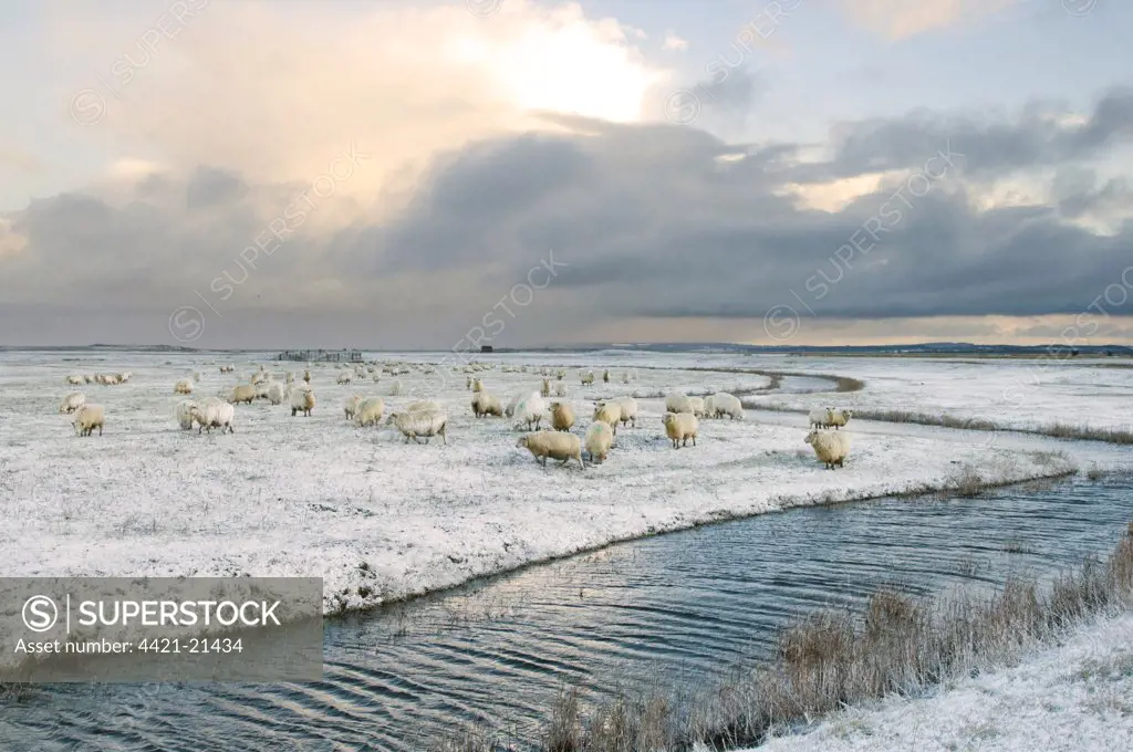 Domestic Sheep, Romney Sheep, flock, grazing in snow on grazing marsh, Elmley Marshes N.N.R., Isle of Sheppey, Kent, England, february