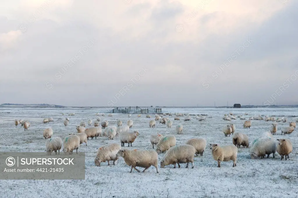 Domestic Sheep, Romney Sheep, flock, grazing in snow on grazing marsh, Elmley Marshes N.N.R., Isle of Sheppey, Kent, England, february