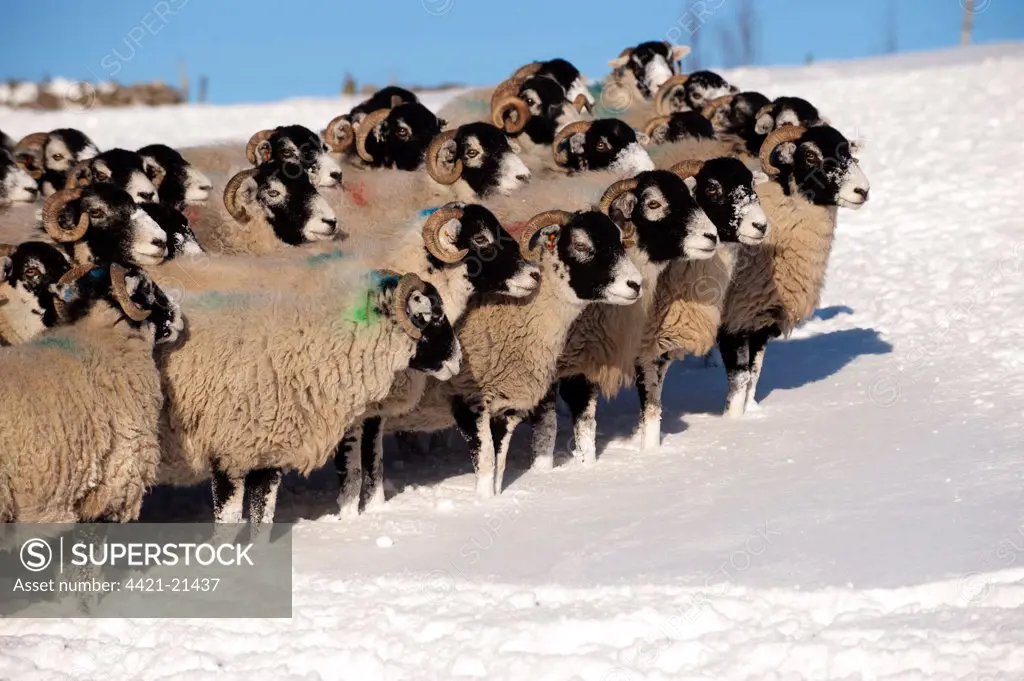 Domestic Sheep, Swaledale flock, standing in snow covered upland pasture, Cumbria, England, november