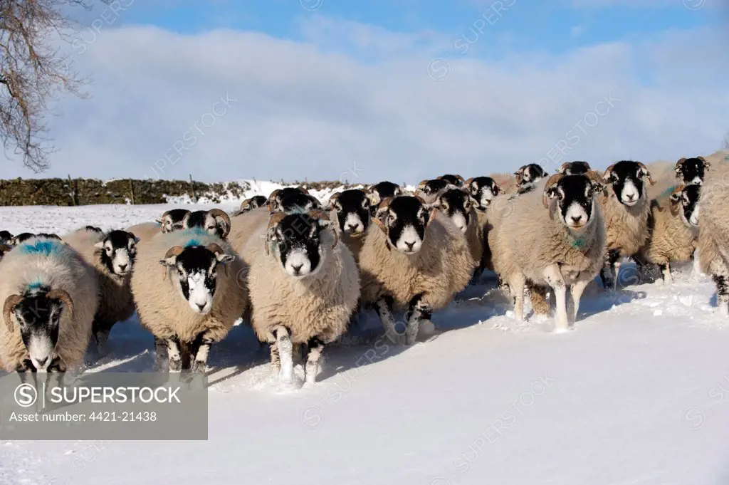 Domestic Sheep, Swaledale flock, walking in snow covered upland pasture, Cumbria, England, november