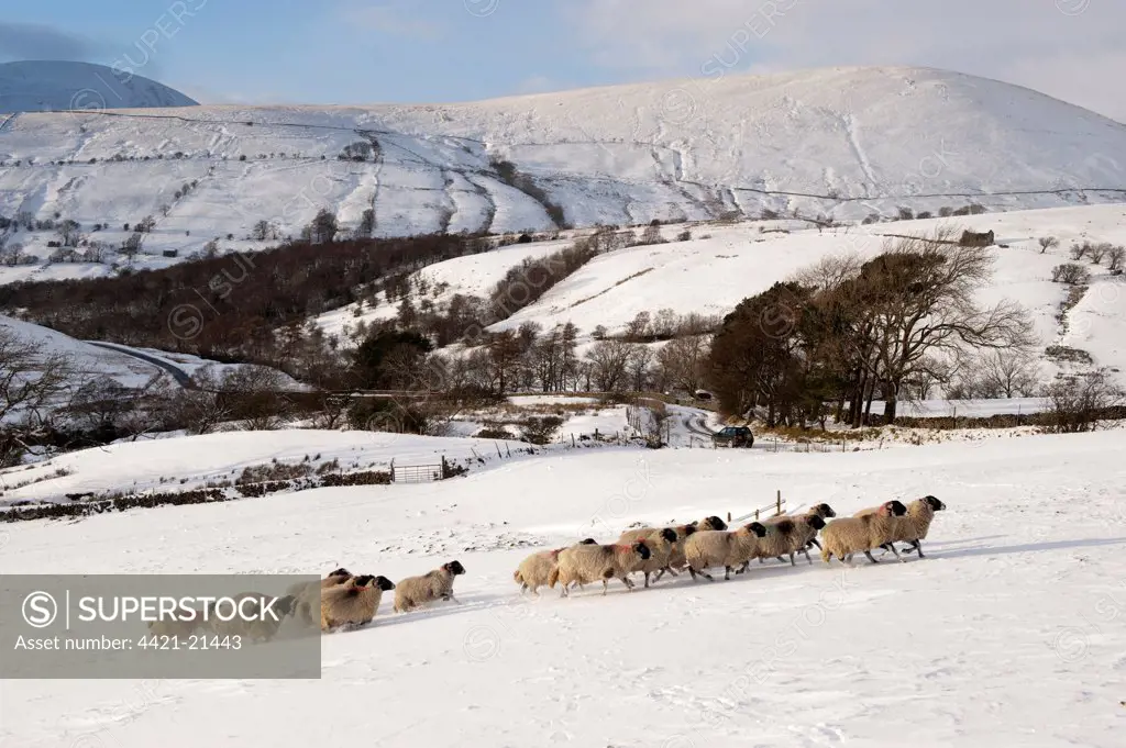 Domestic Sheep, Swaledale flock, running on snow covered upland pasture, Cumbria, England, november
