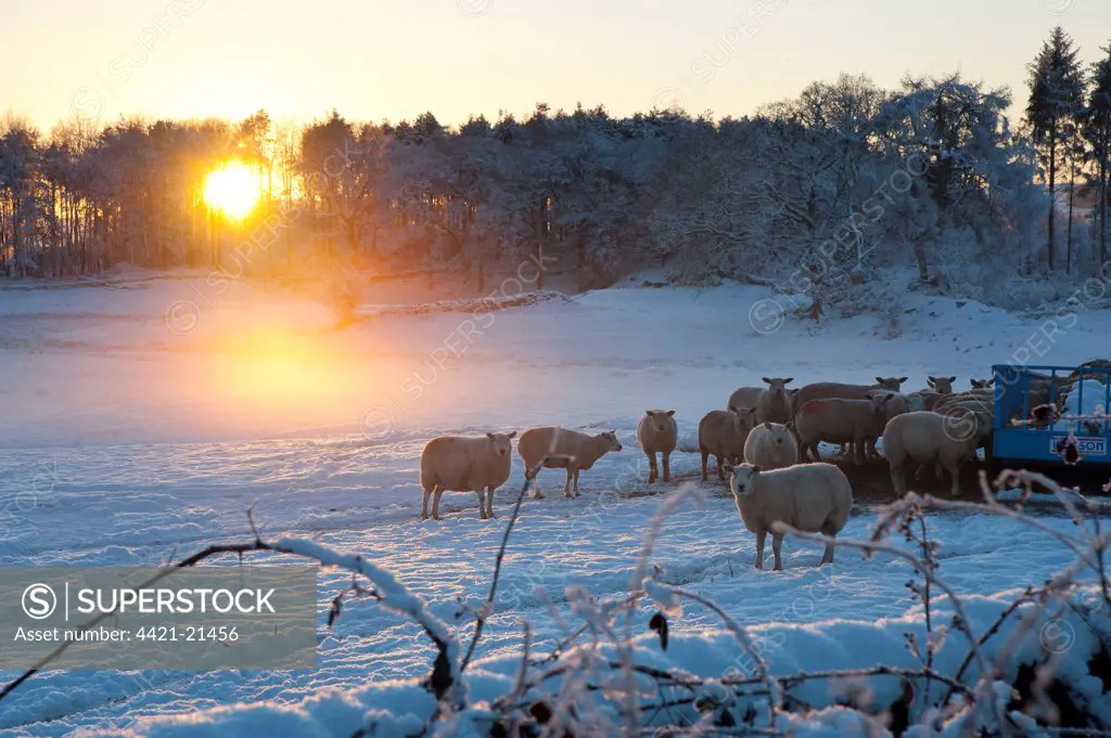 Domestic Sheep, flock, standing in snow covered pasture beside feeder, with sun shining through trees and reflecting off mist at sunset, Newby Bridge, Cumbria, England, december