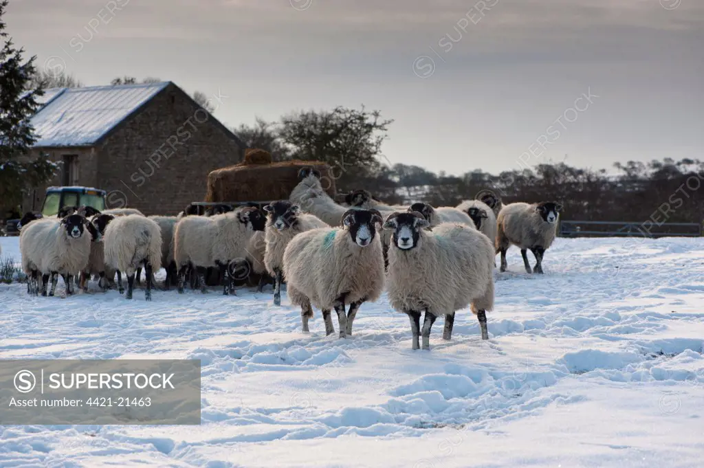 Domestic Sheep, Swaledale ewes, flock standing in snow covered pasture with silage bale in feeder and stone barn, Whitewell, Lancashire, England, december