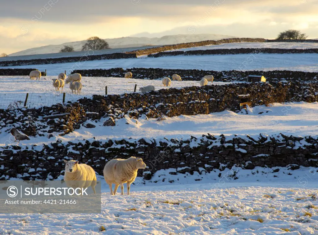 Domestic Sheep, flock, standing on snow covered pasture with drystone walls in late afternoon sunlight, Orton, Cumbria, England, november