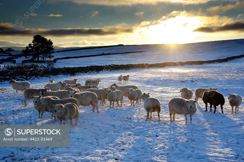 Domestic Sheep, flock, standing on snow covered pasture with drystone walls in late afternoon sunlight, Orton, Cumbria, England, november