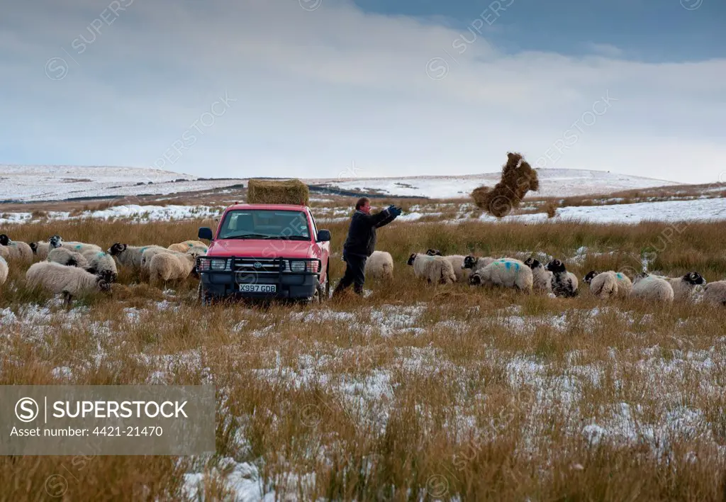 Domestic Sheep, Swaledale ewes, flock being fed hay from Toyota Hilux by farmer, in snow covered upland pasture, Marl Hill, Lancashire, England, december