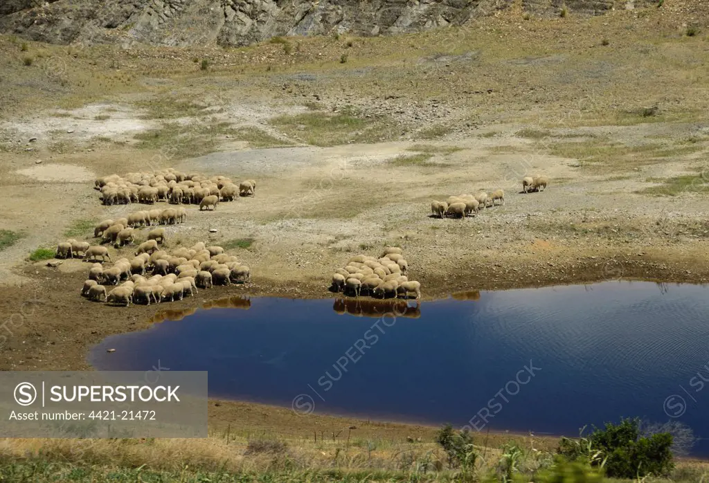 Domestic Sheep, flock, grazing at edge of drying waterhole, Swellendam, Western Cape, South Africa