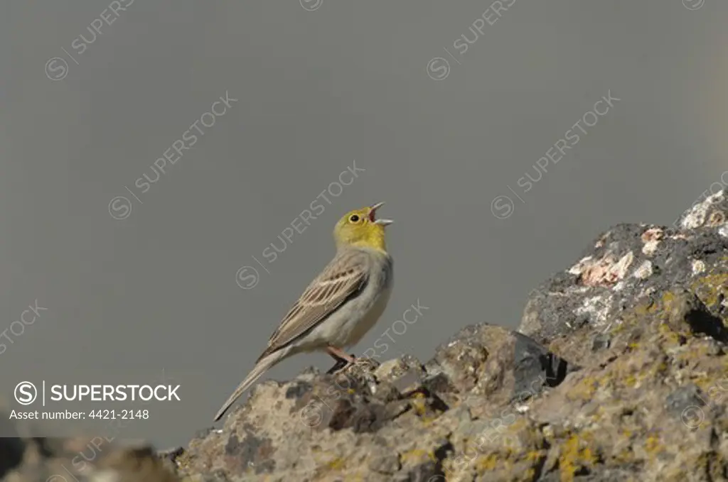 Cinereous Bunting (Emberiza cineracea) adult male, singing, standing on rock, Lesvos, Greece, april