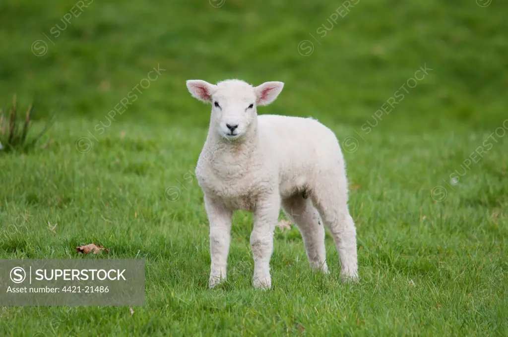 Domestic Sheep, Texel cross lamb, standing in pasture, Chipping, Lancashire, England, april