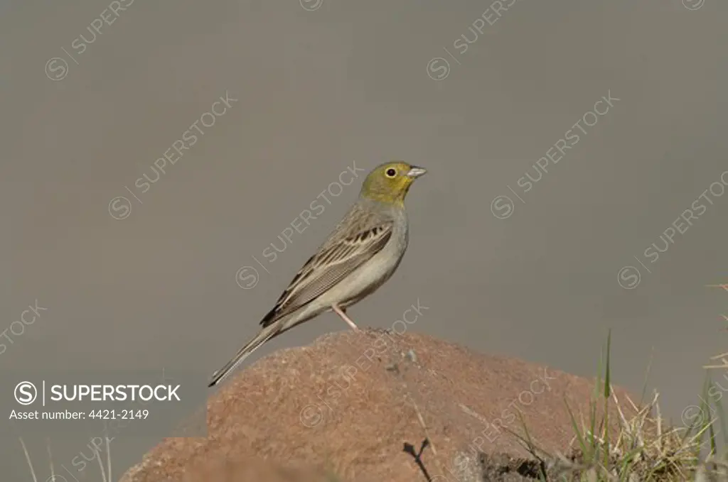 Cinereous Bunting (Emberiza cineracea) adult male, standing on rock, Lesvos, Greece, april