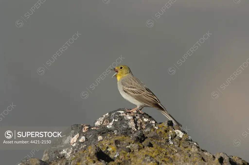 Cinereous Bunting (Emberiza cineracea) adult male, singing, standing on rock, Lesvos, Greece, april