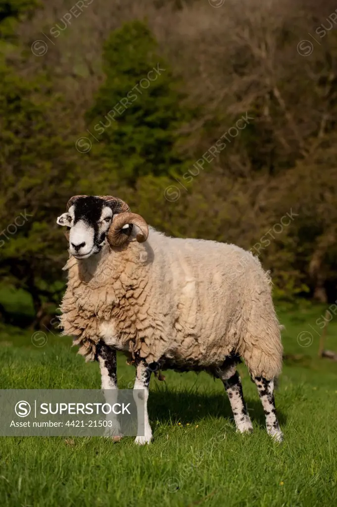 Domestic Sheep, Swaledale, ram, standing in pasture on hill farm, Cumbria, England, april