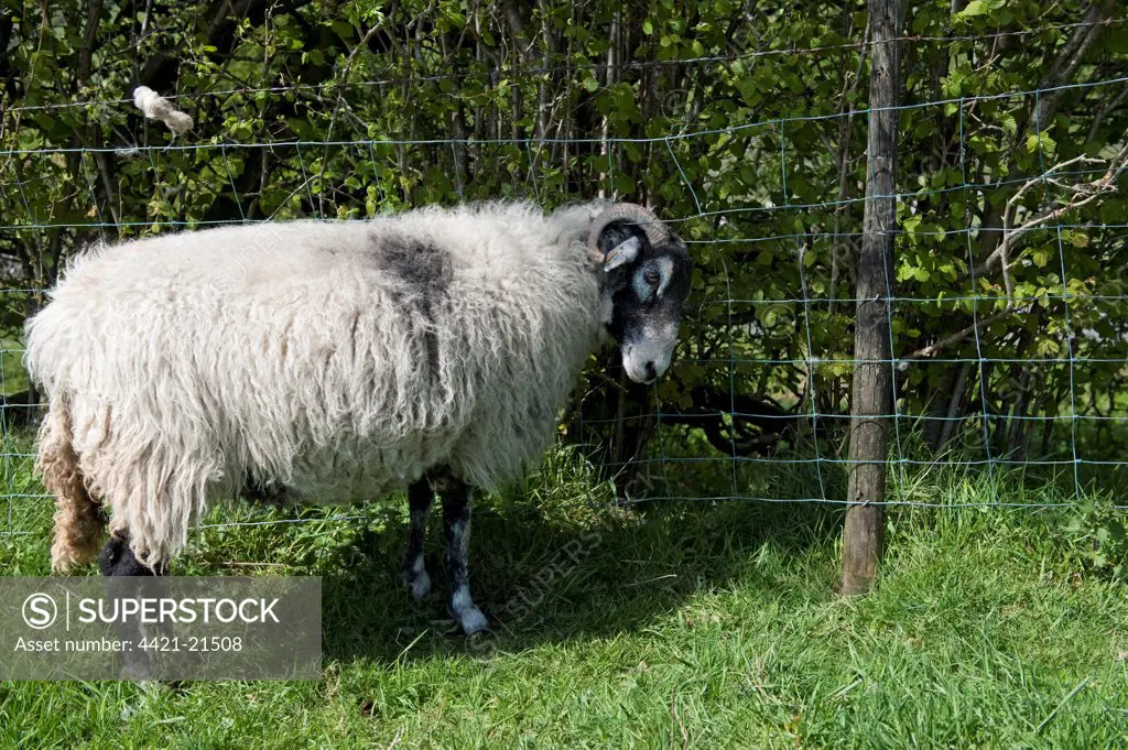 Domestic Sheep, ewe, with horns caught in wire netting fence, England, may