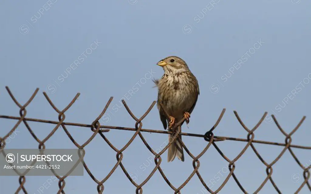 Corn Bunting (Miliaria calandra) adult, perched on rusty wire netting fence, Lesbos, Greece, may