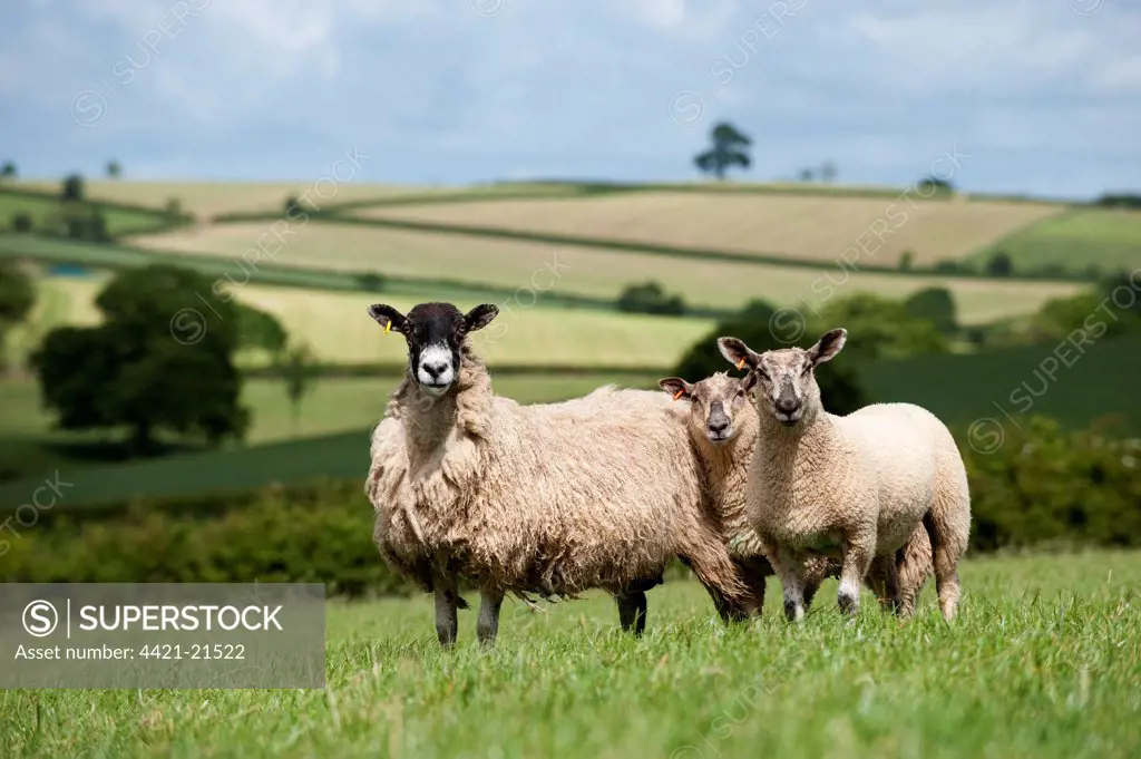 Domestic Sheep, mule ewe with Charollais sired twin lambs, standing in pasture, Devon, England, may