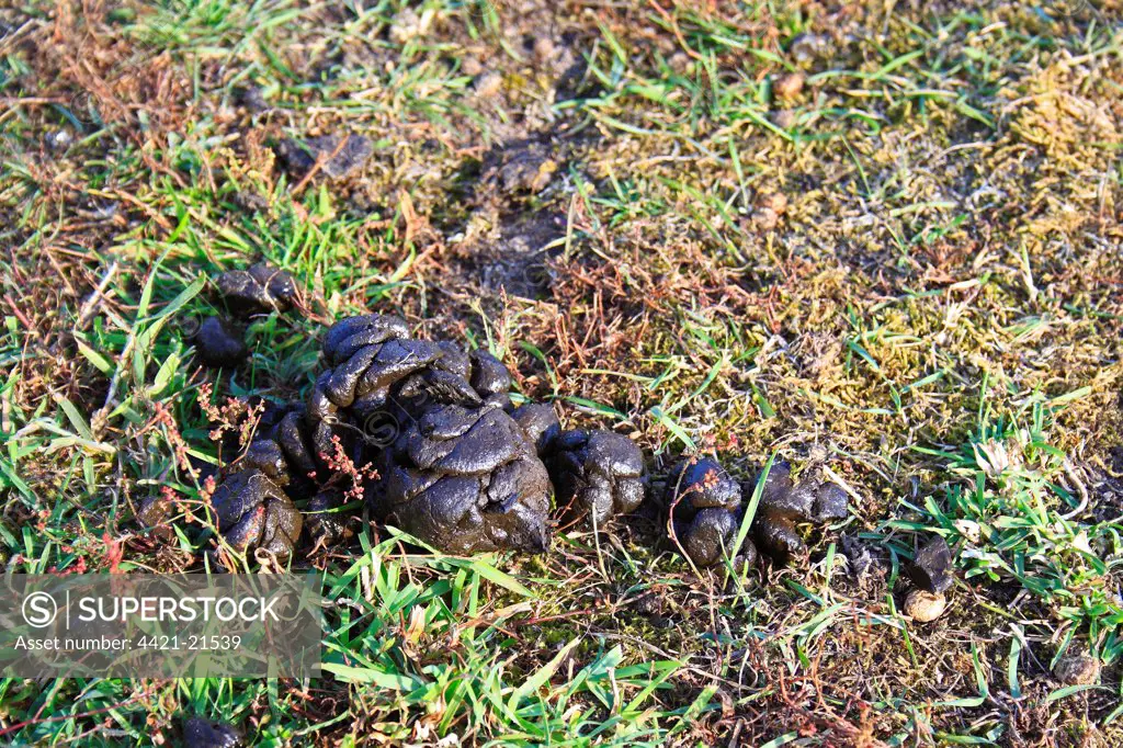 Domestic Sheep, close-up of droppings, in rough pasture and acid grassland, Little Ouse Headwaters Project, The Frith, South Lopham, Little Ouse Valley, Norfolk, England, august