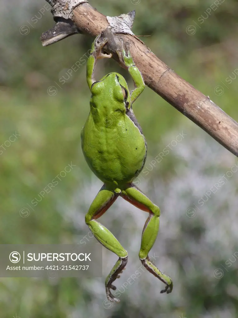 European Tree Frog (Hyla arborea) Adult hanging on dry small branch, Cyprus, March