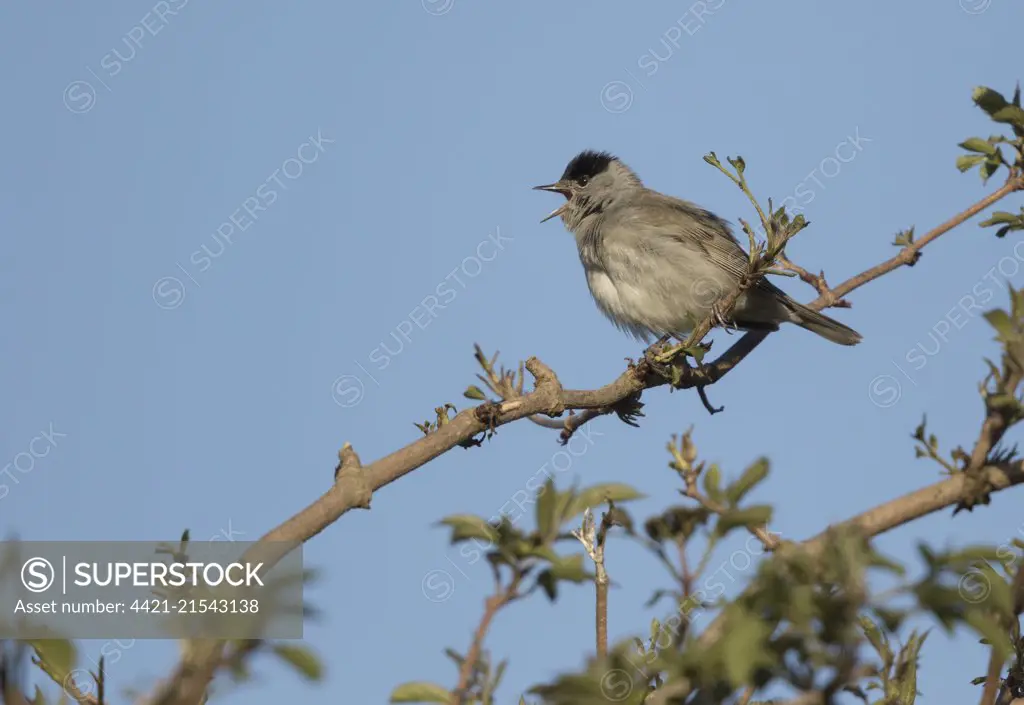 Male blackcap, Sylvia atricapilla, singing, blue sky, S. yorks, spring