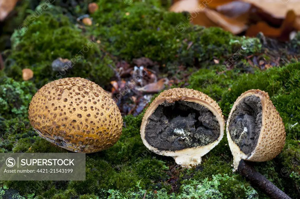 Two fruiting bodies of common earthball fungus (Scleroderma citrinum), one cut open to reveal the spores inside, growing on moss-covered dead wood in Clumber Park, Nottinghamshire. October.