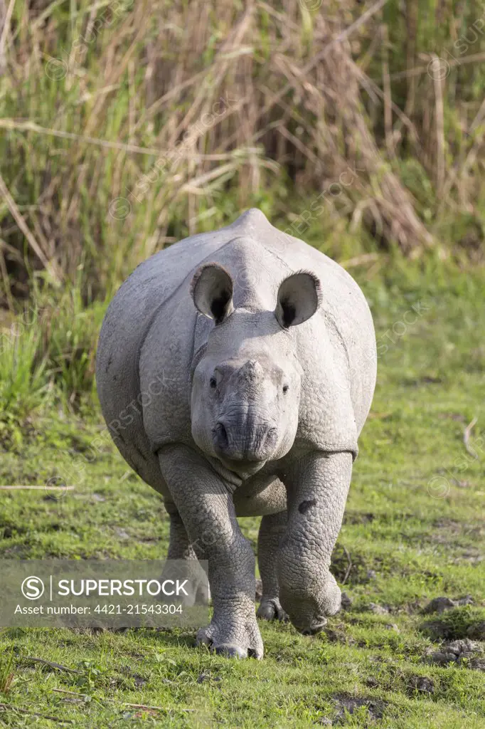 Indian rhinoceros (Rhinoceros unicornis), young in grassland, Kaziranga National Park, Assam, India, April