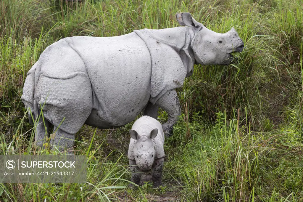 Indian rhinoceros (Rhinoceros unicornis), adult female with young standing in elephant grass, Kaziranga National Park, Assam, India, April